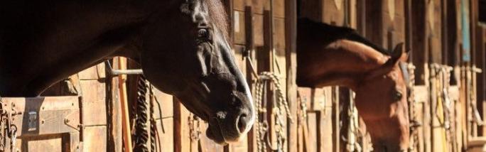 TheHorse